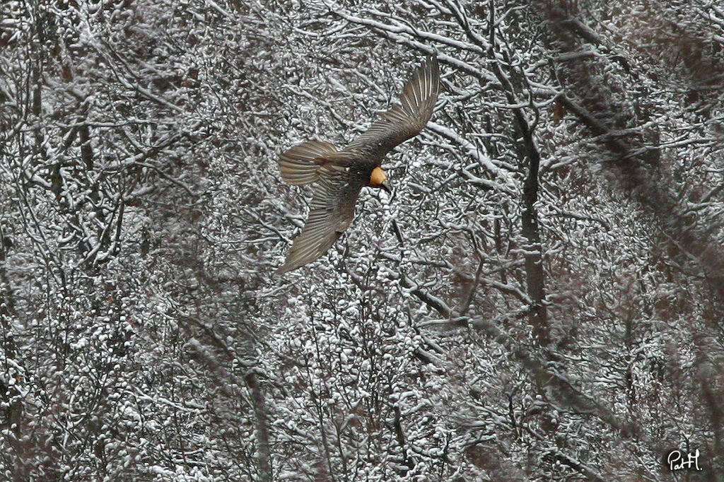 Bearded Vulture