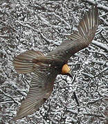 Bearded Vulture