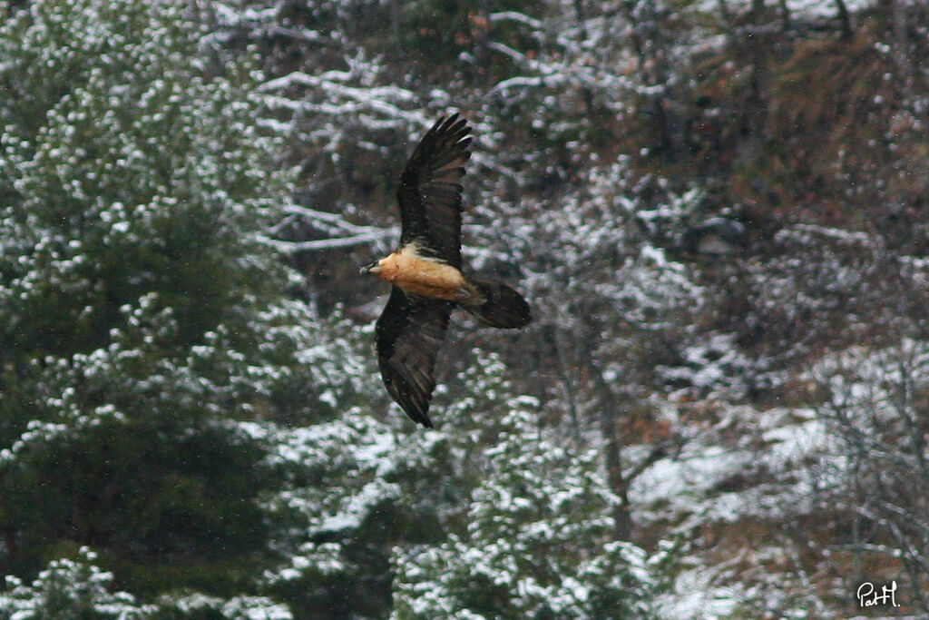 Bearded Vulture