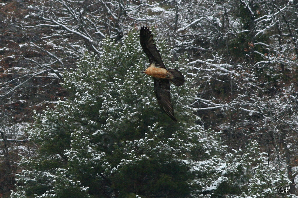 Bearded Vulture