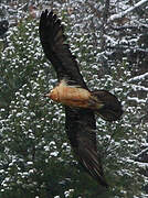 Bearded Vulture