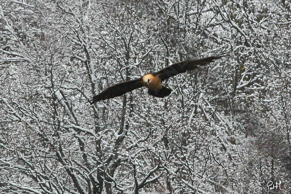 Bearded Vulture