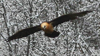 Bearded Vulture