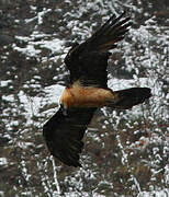 Bearded Vulture