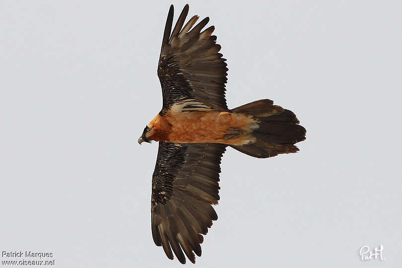 Bearded Vultureadult, Flight