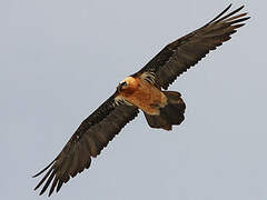 Bearded Vulture