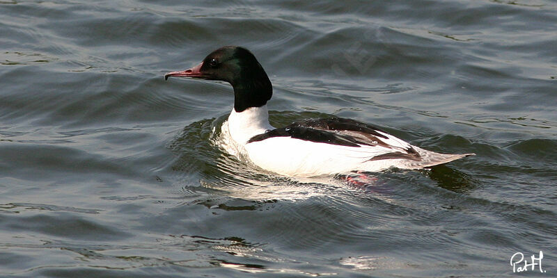 Common Merganser male adult, identification