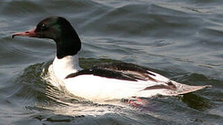 Common Merganser