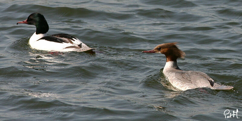 Common Merganser adult, identification, Behaviour