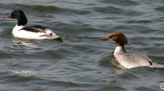 Common Merganser