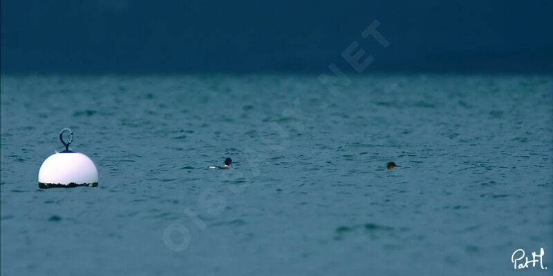 Red-breasted Merganser adult, identification, Behaviour