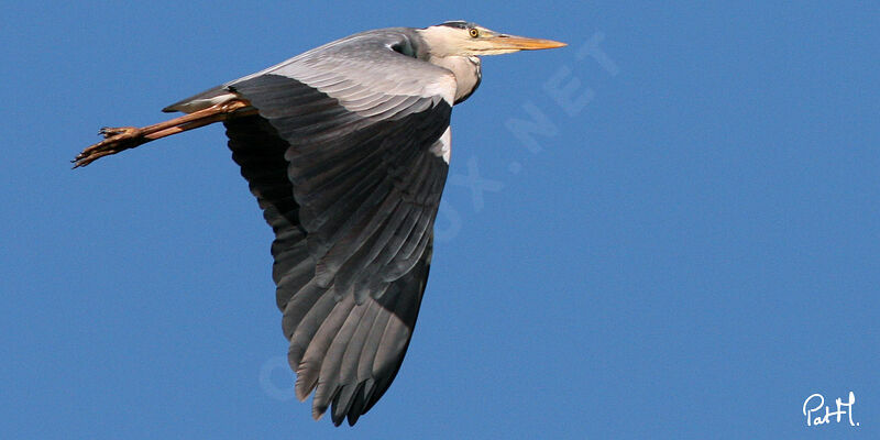 Grey Heron, Flight