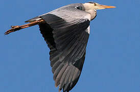 Grey Heron