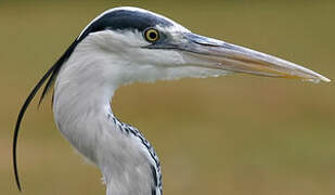 Grey Heron