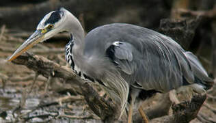 Grey Heron