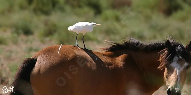 Western Cattle Egretadult, Behaviour