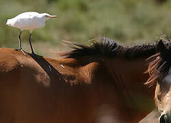 Western Cattle Egret