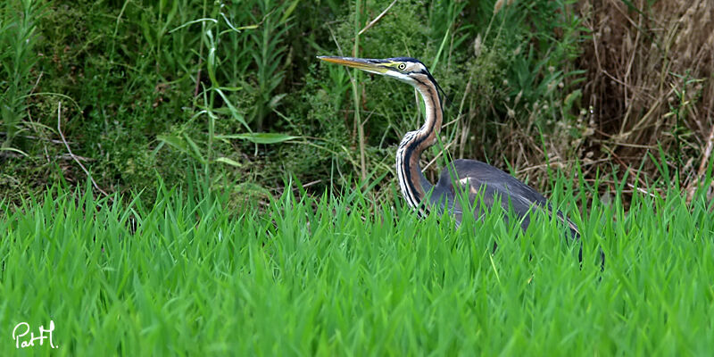 Purple Heronadult, identification