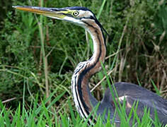 Purple Heron