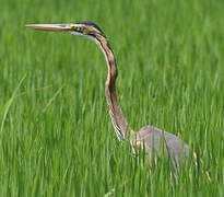 Purple Heron