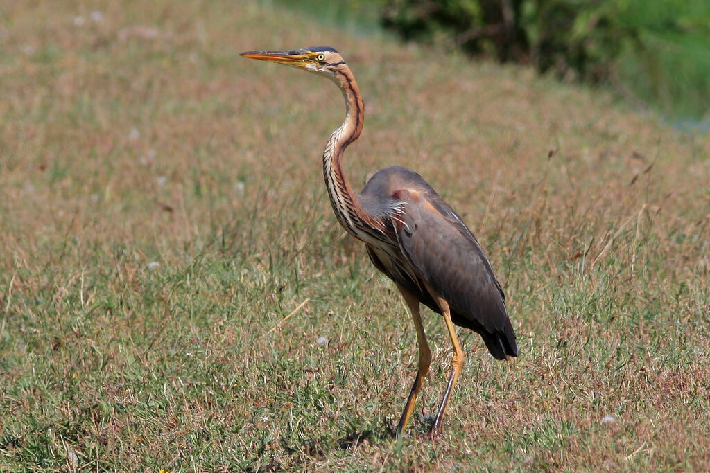 Héron pourpré, identification