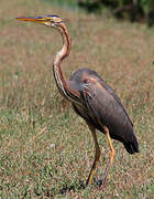 Purple Heron