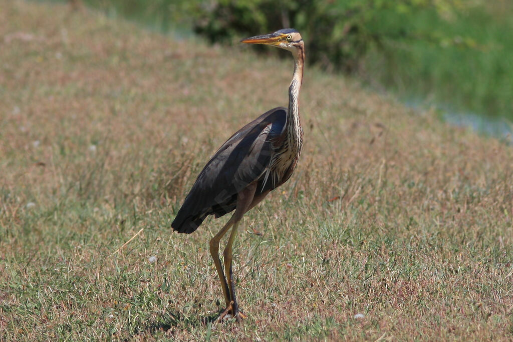 Héron pourpré, identification