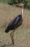 Purple Heron