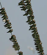 Sand Martin