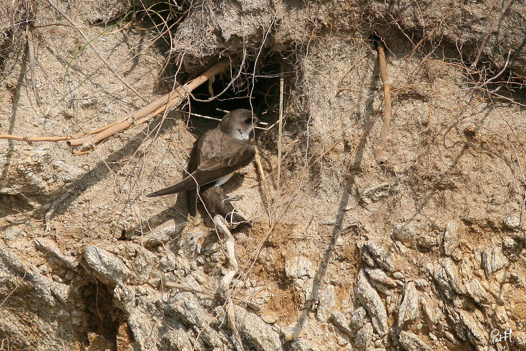 Hirondelle de rivage, identification