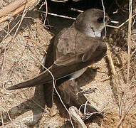 Sand Martin