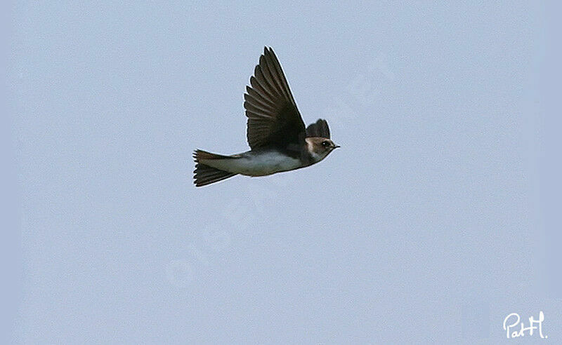 Sand Martinadult, Flight