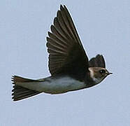 Sand Martin