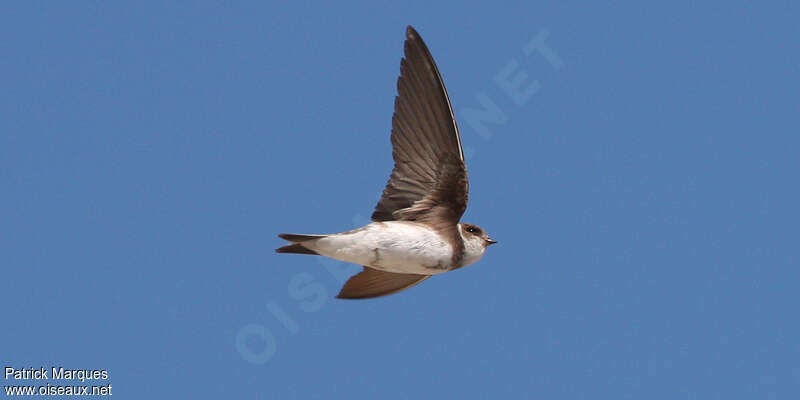 Sand Martin, Flight