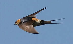 Red-rumped Swallow