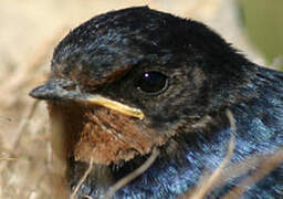 Barn Swallow