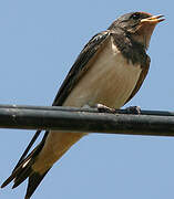 Barn Swallow