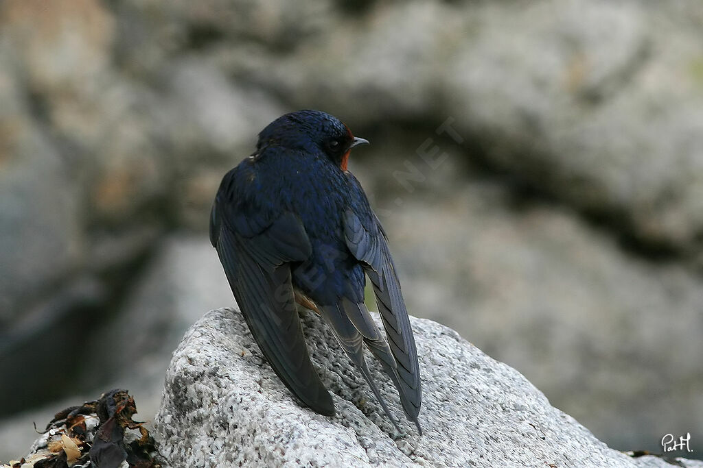 Hirondelle rustique, identification, Comportement