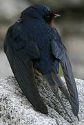 Barn Swallow