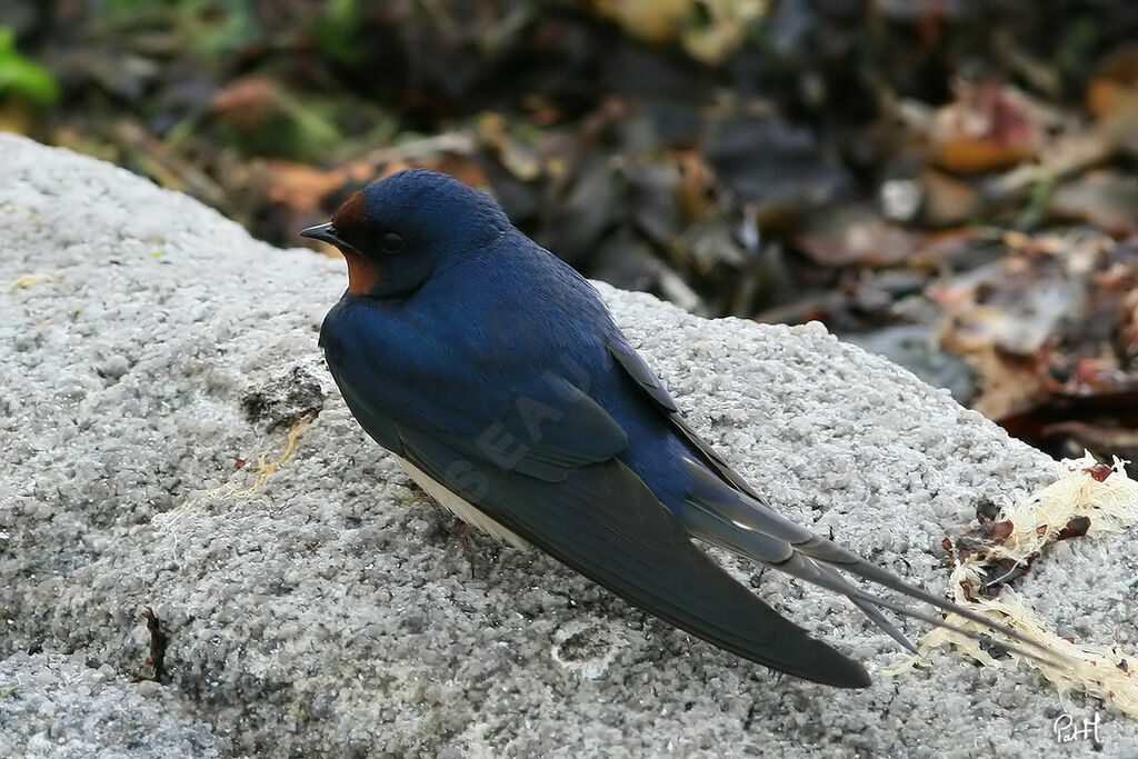 Barn Swallow, identification