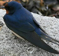 Barn Swallow