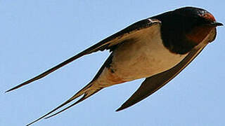 Barn Swallow