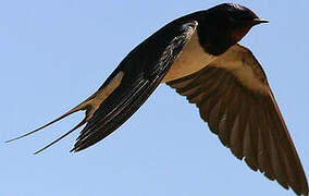 Barn Swallow