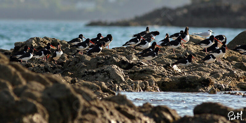 Eurasian Oystercatcheradult, identification, Behaviour