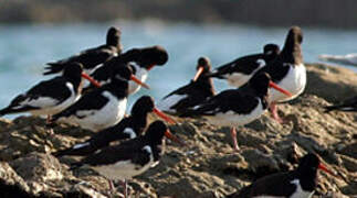 Eurasian Oystercatcher