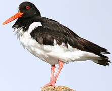 Eurasian Oystercatcher