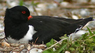 Eurasian Oystercatcher