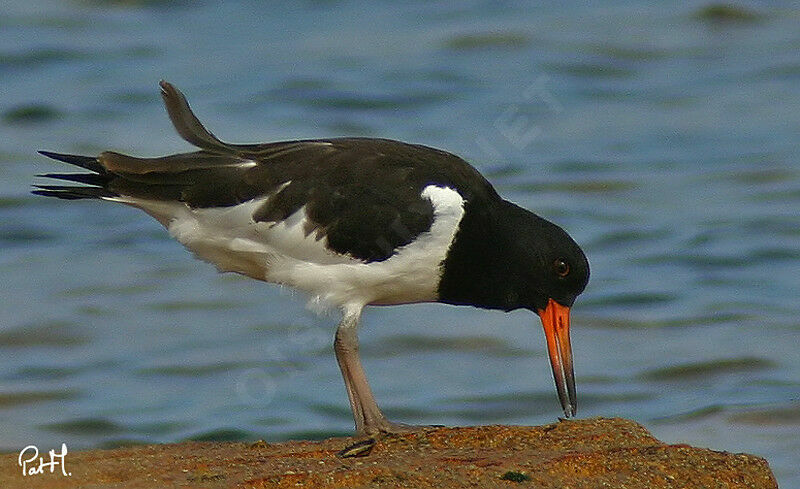 Eurasian Oystercatcheradult post breeding, identification, feeding habits, Behaviour