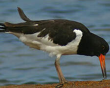 Eurasian Oystercatcher