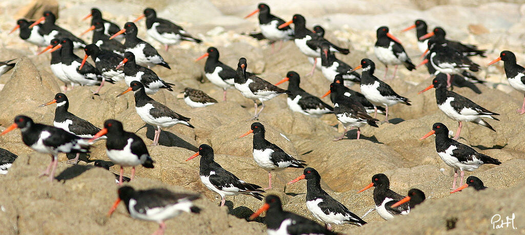 Eurasian Oystercatcher, identification, Behaviour